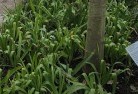 Bohle Plainsplant-nursery-23.jpg; ?>